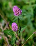 Trifolium pratense. Верхушка побега с соцветием. Московская обл., Дмитровский гор. округ, долина р. Волгуша, луг. 31.08.2024.