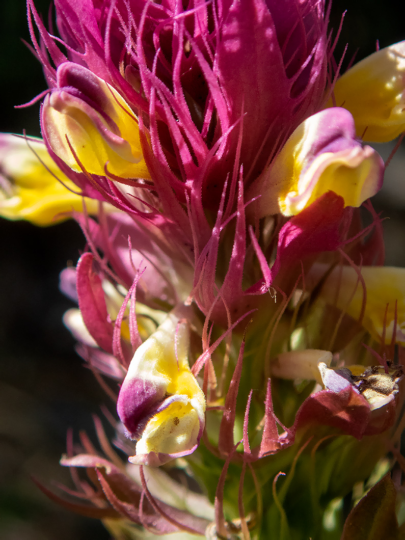 Image of Melampyrum arvense specimen.