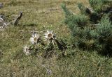 Carlina подвид caulescens