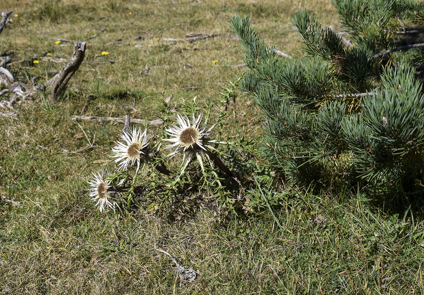 Изображение особи Carlina acaulis ssp. caulescens.