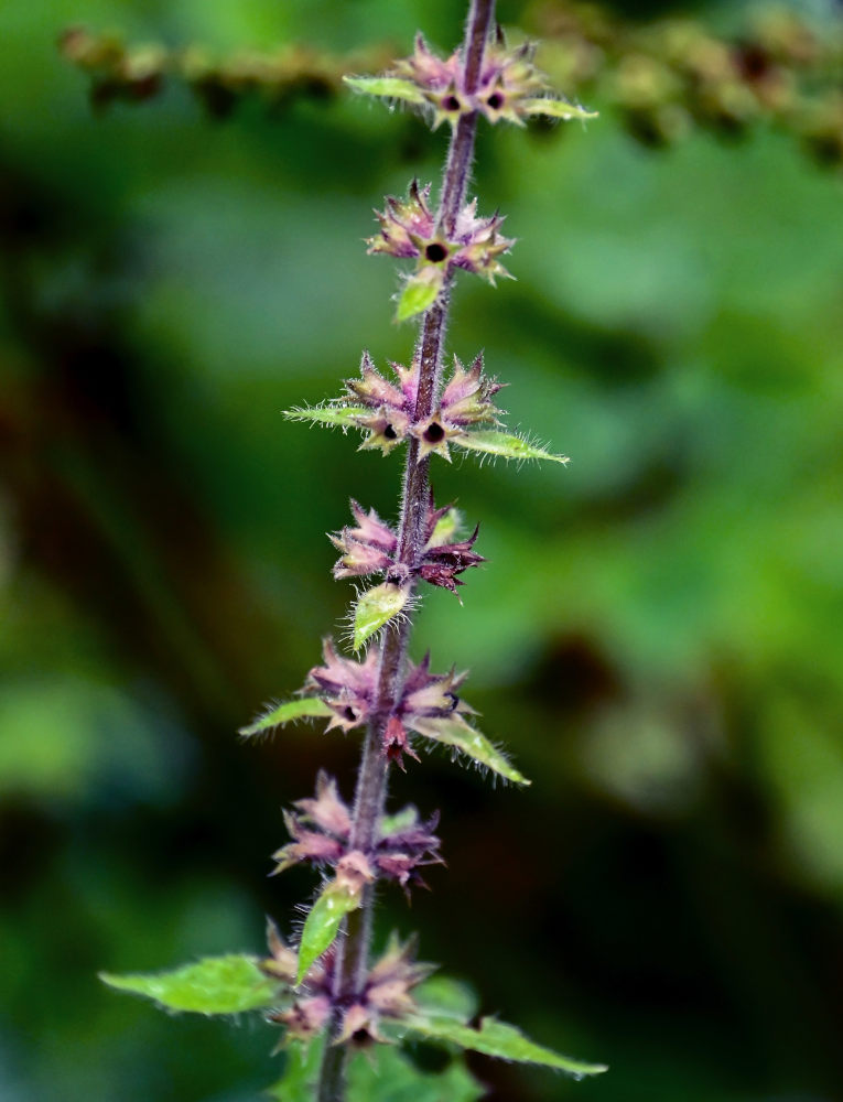 Изображение особи Stachys sylvatica.