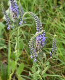 Veronica longifolia