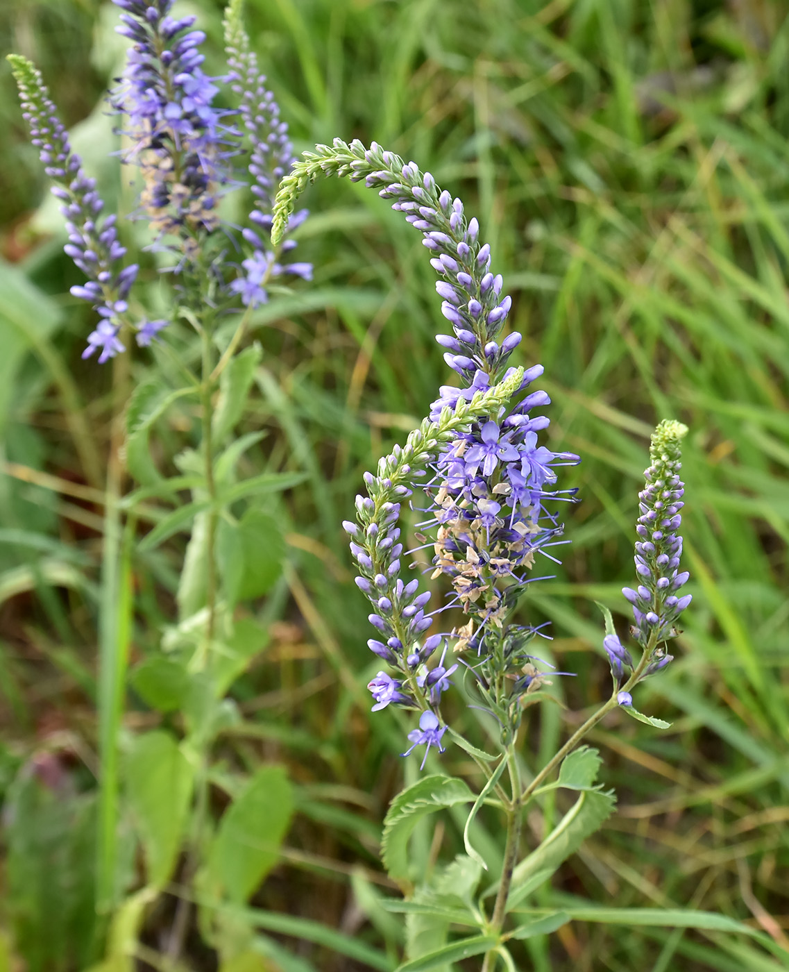 Изображение особи Veronica longifolia.