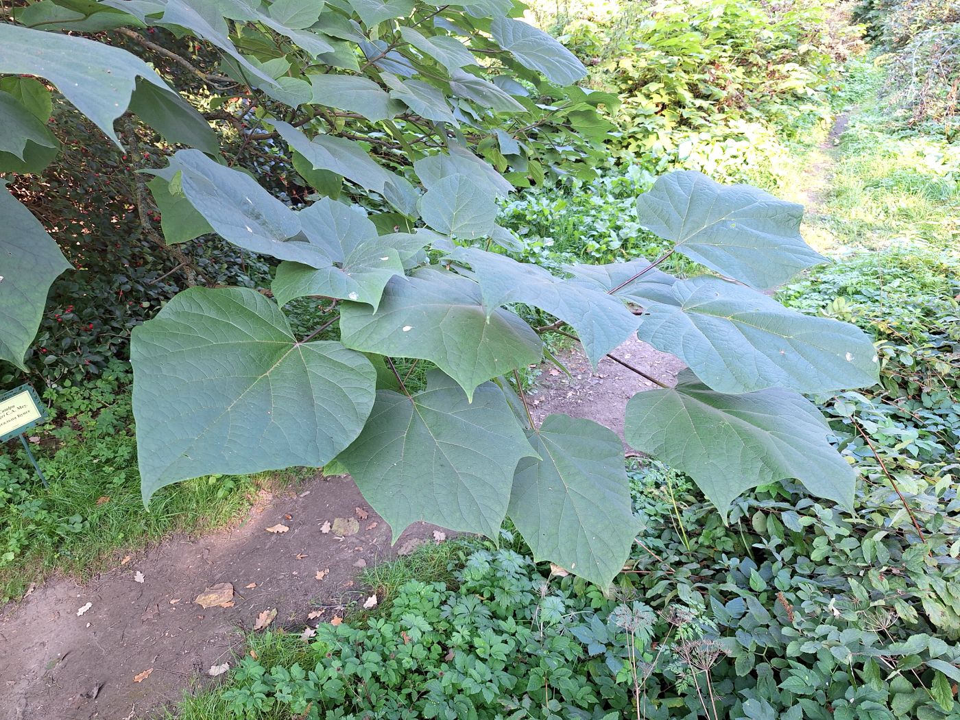 Изображение особи Catalpa bungei.