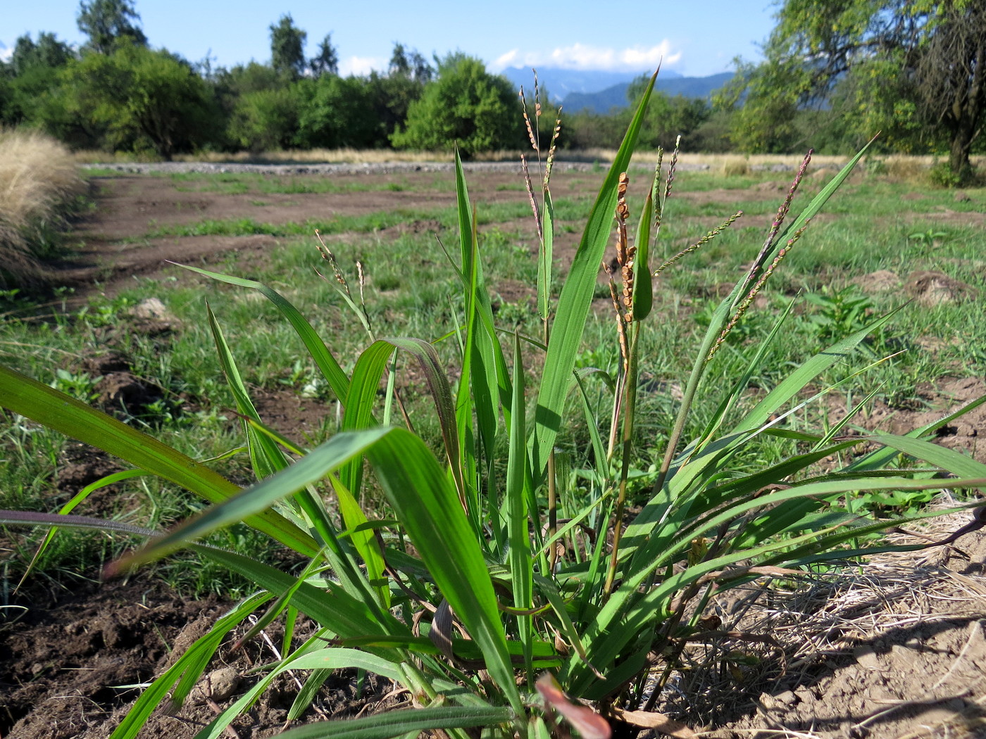 Image of Paspalum thunbergii specimen.