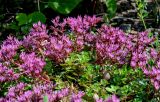 Sedum spurium