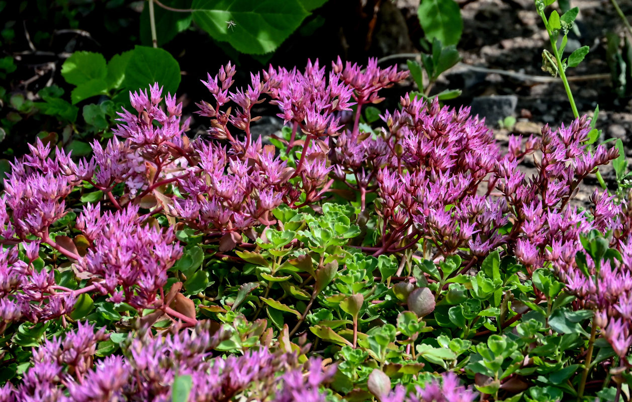 Изображение особи Sedum spurium.