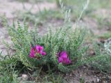 Oxytropis microphylla