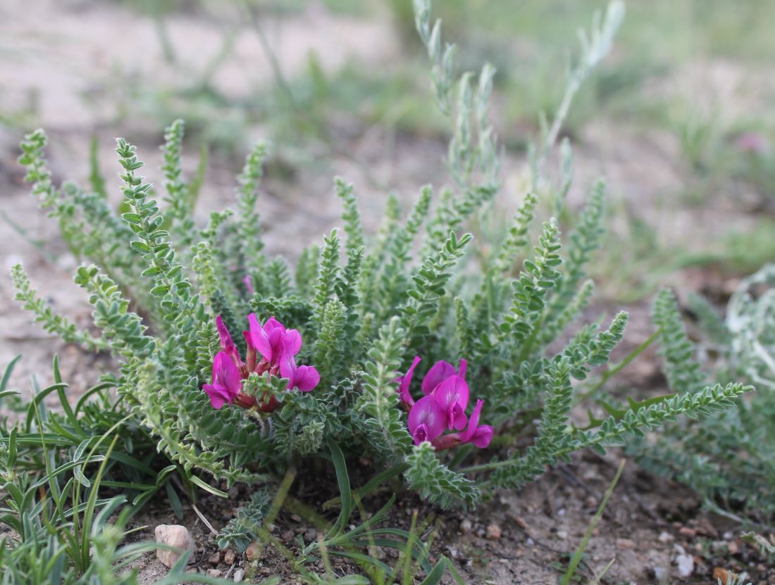 Изображение особи Oxytropis microphylla.