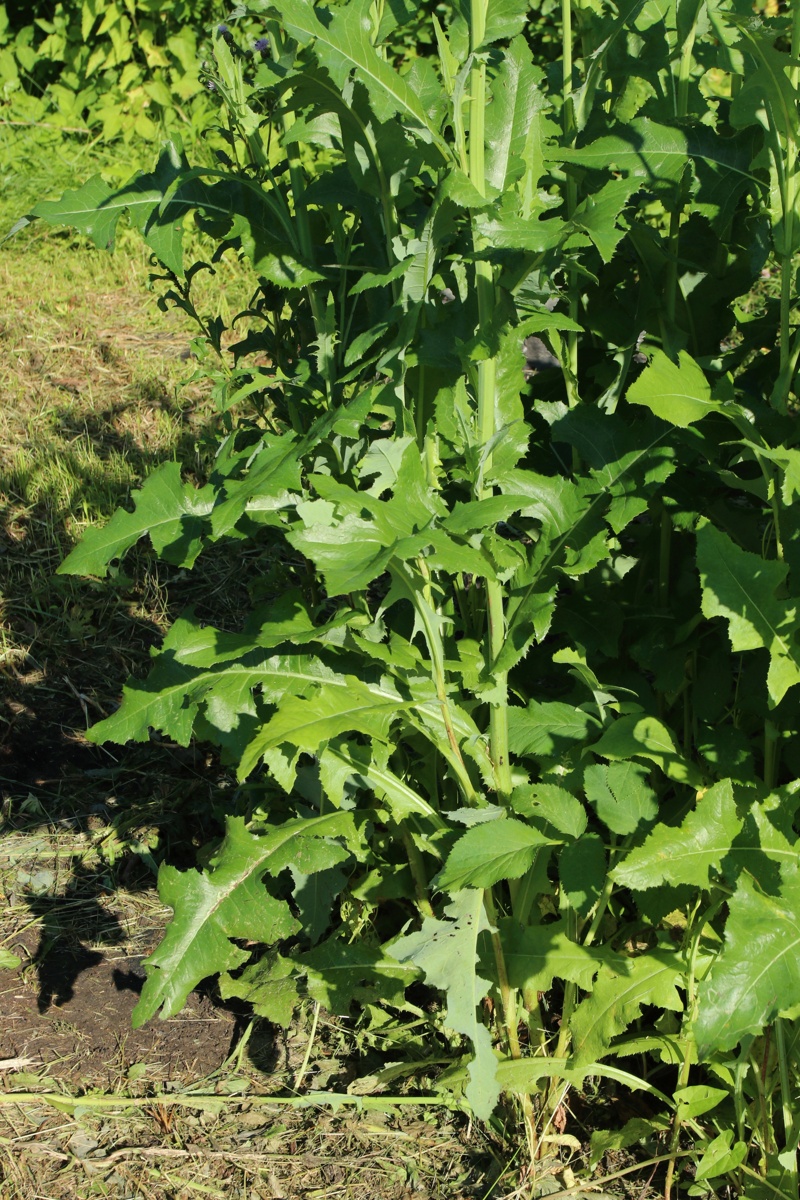 Image of Sonchus arvensis specimen.