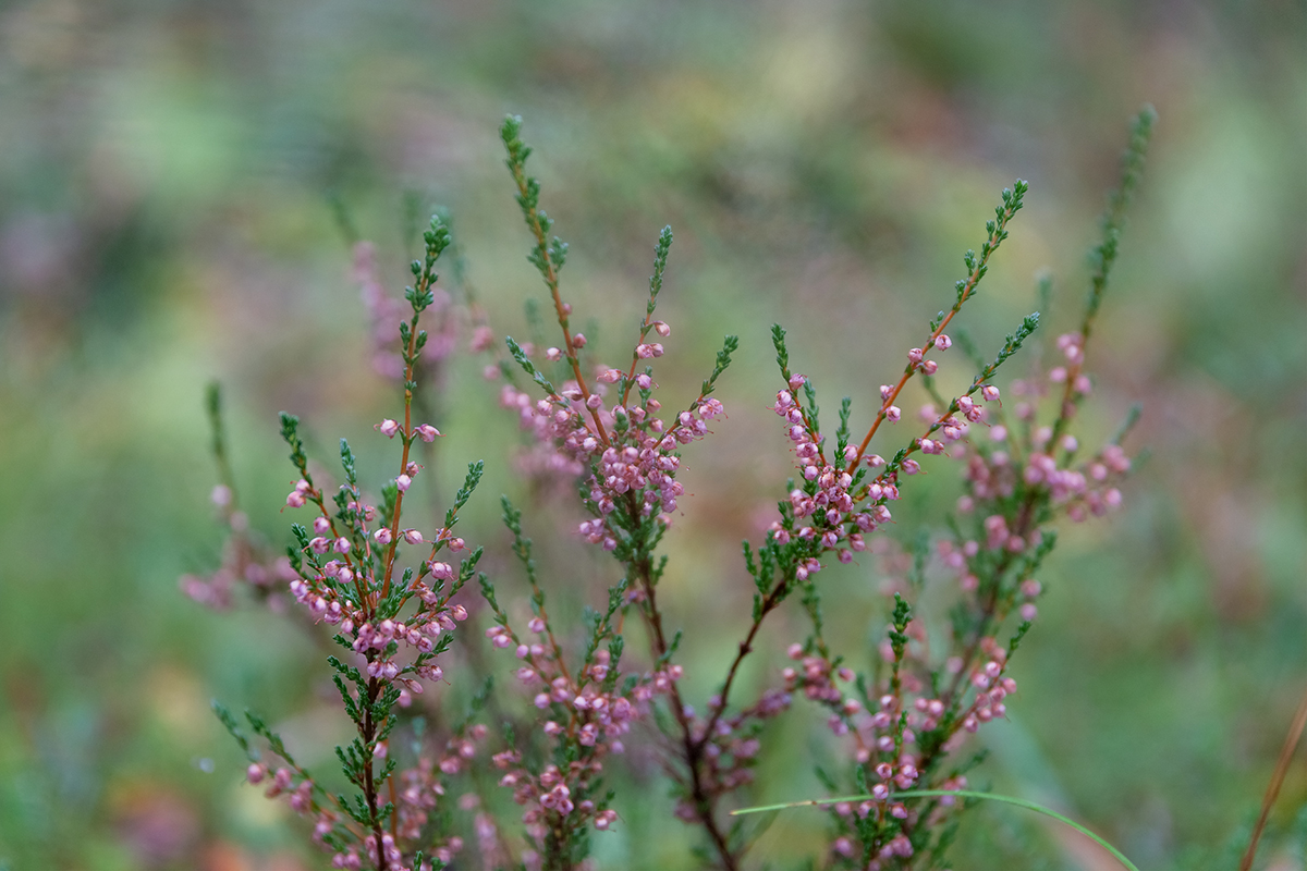 Изображение особи Calluna vulgaris.