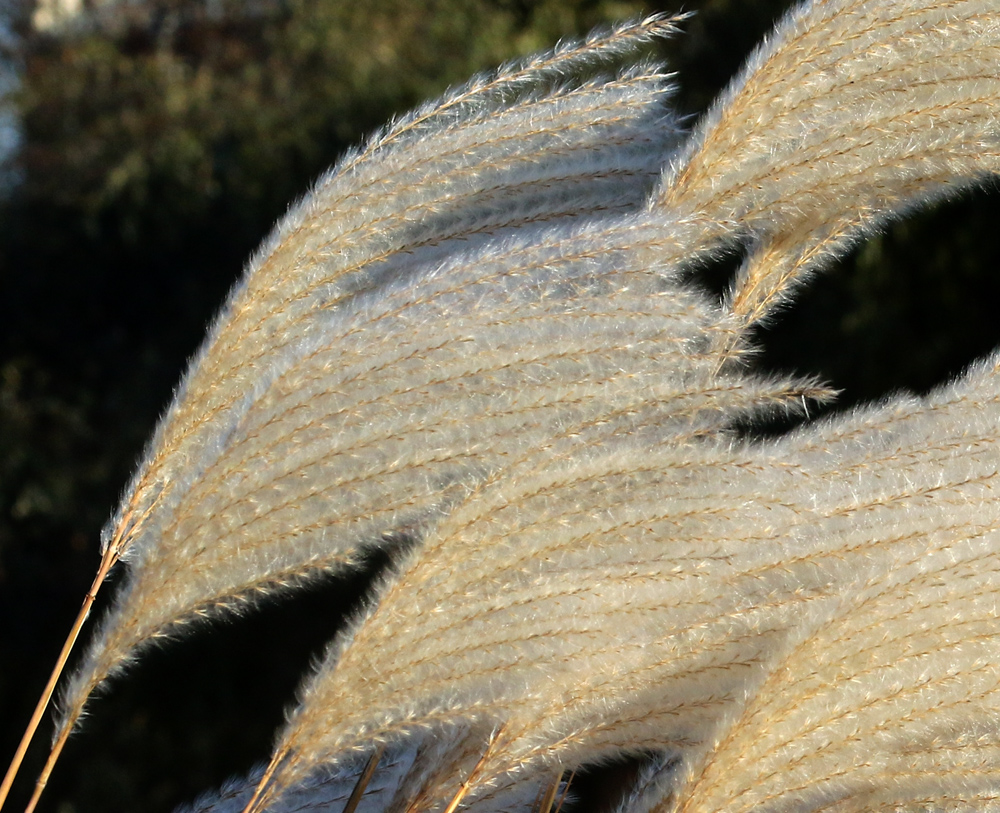 Изображение особи род Miscanthus.