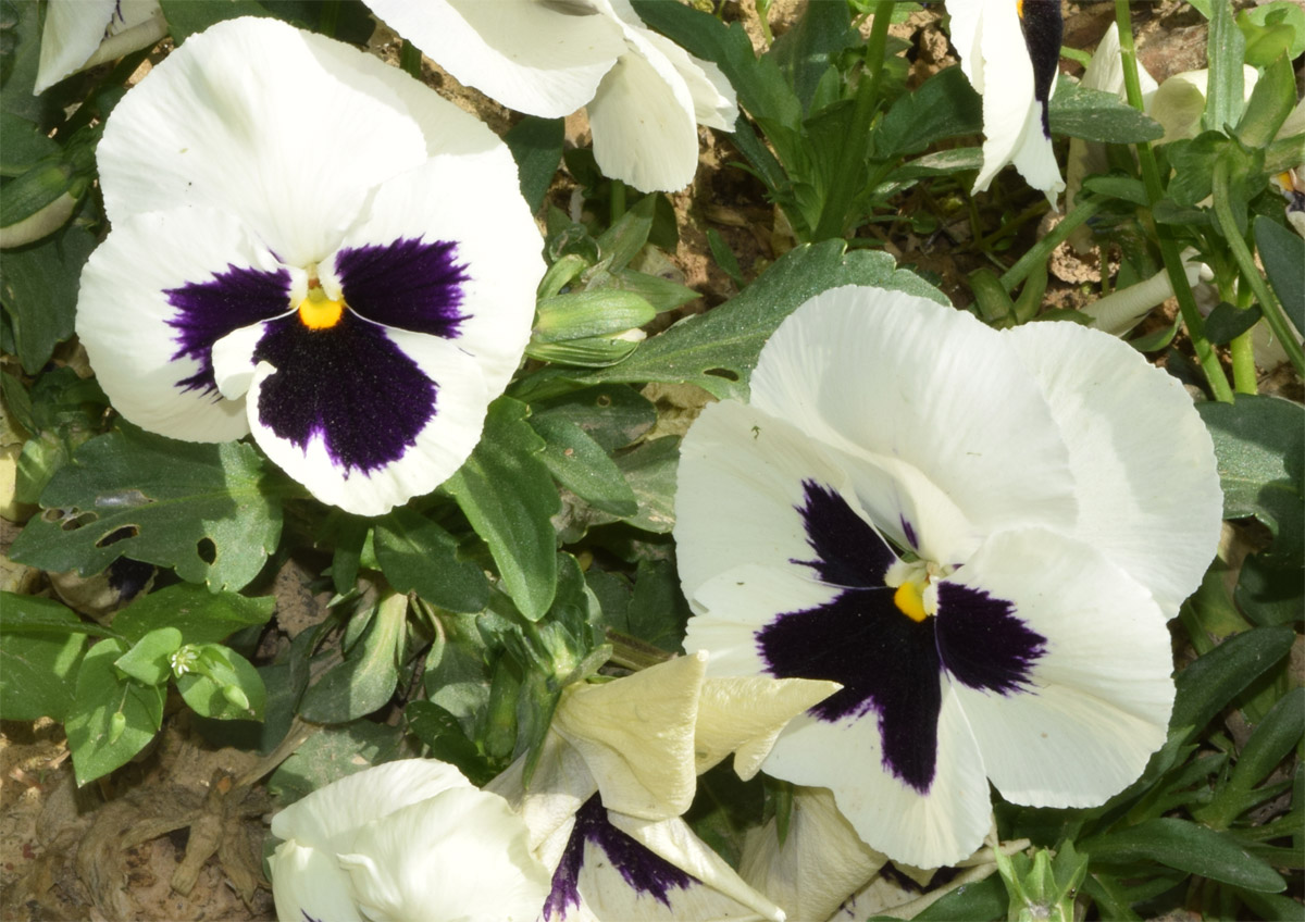 Image of Viola wittrockiana specimen.
