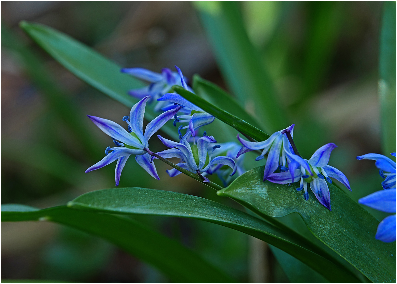Image of Scilla siberica specimen.