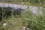 View full-size image Scrophularia canina subspecies crithmifolia