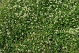 View full-size image Trifolium repens