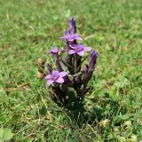 Смотреть изображение Gentianella caucasea