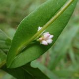 Смотреть изображение Truellum sieboldii