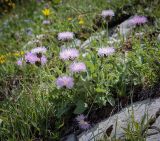 Смотреть изображение Psephellus abchasicus