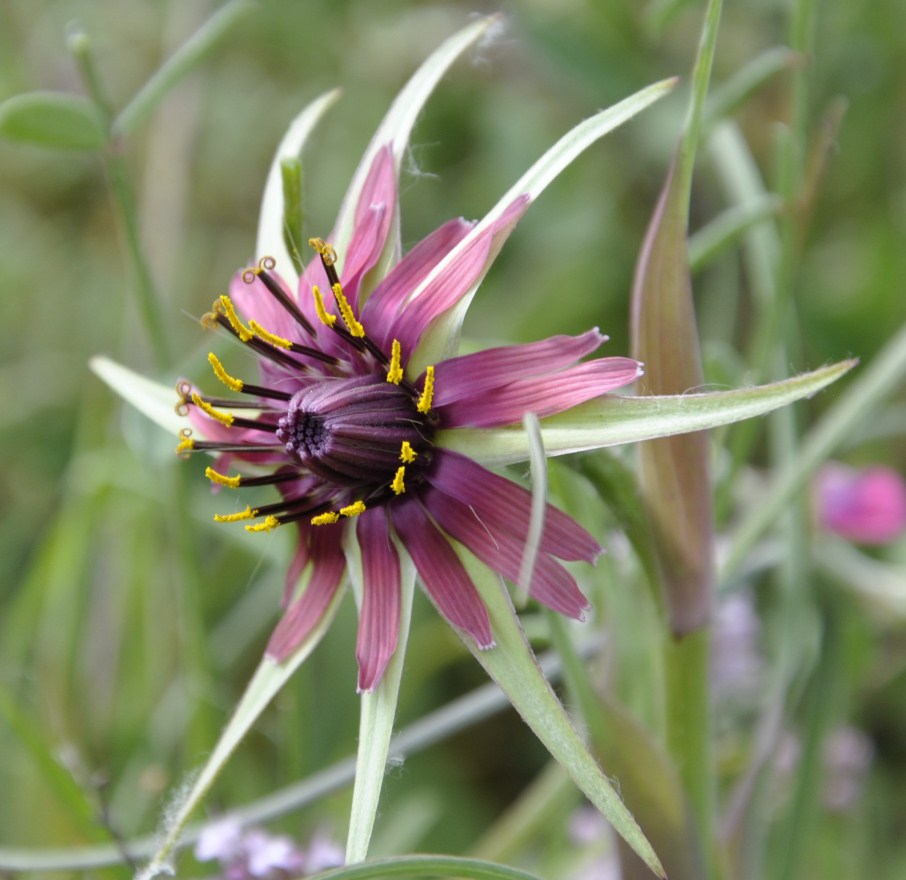 Image of Tragopogon australis specimen.