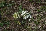 View full-size image genus Corydalis