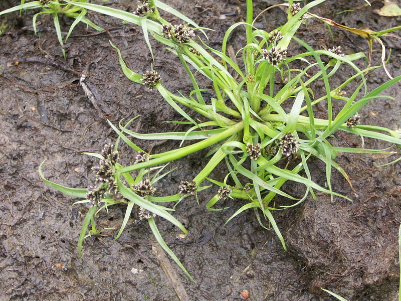 Image of Cyperus fuscus specimen.