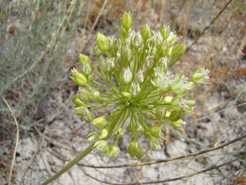 Image of Allium valentinae specimen.