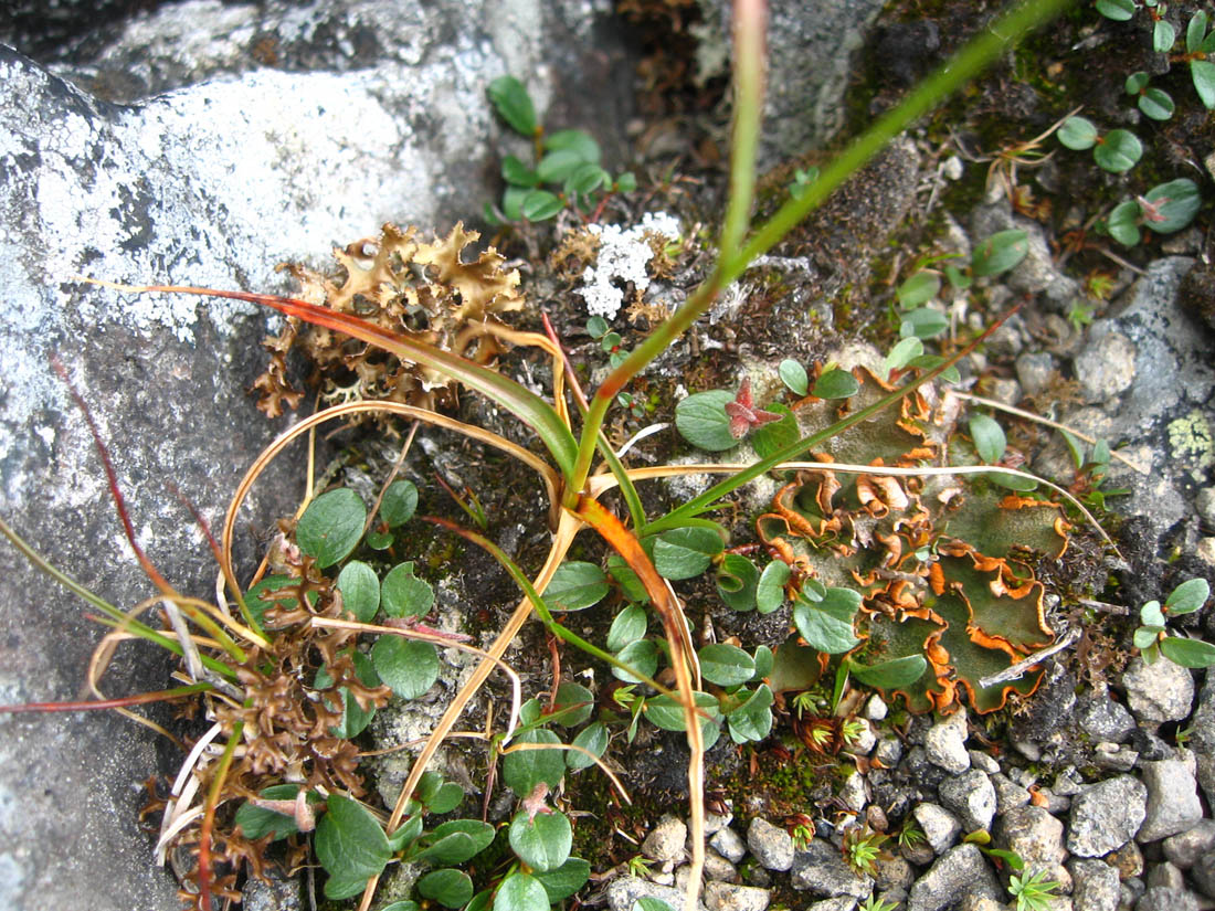 Image of Luzula parviflora specimen.