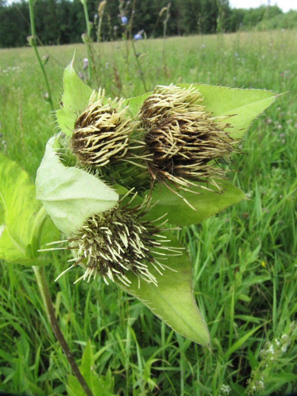 Изображение особи Cirsium oleraceum.