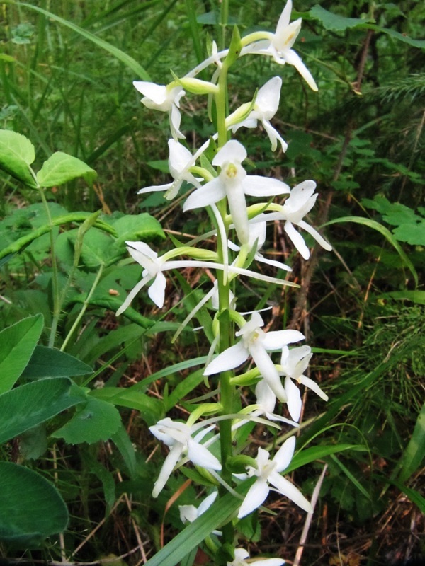 Image of Platanthera bifolia specimen.