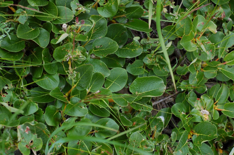 Image of Salix nakamurana specimen.