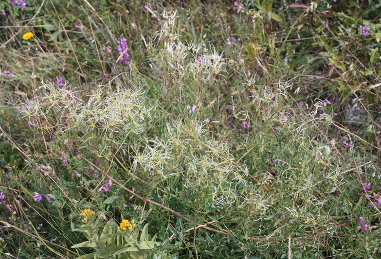 Image of Clematis lathyrifolia specimen.