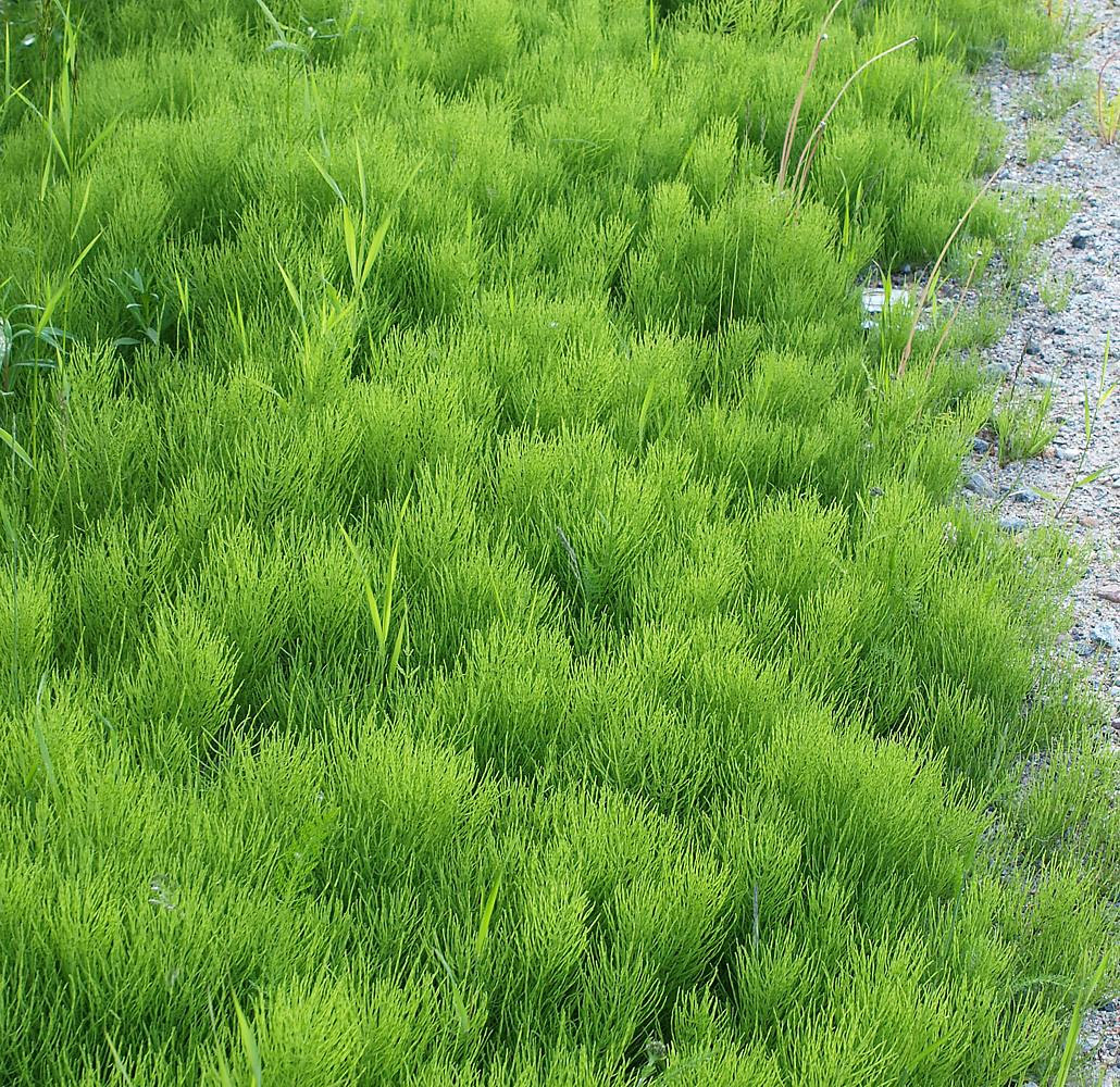 Image of Equisetum arvense specimen.