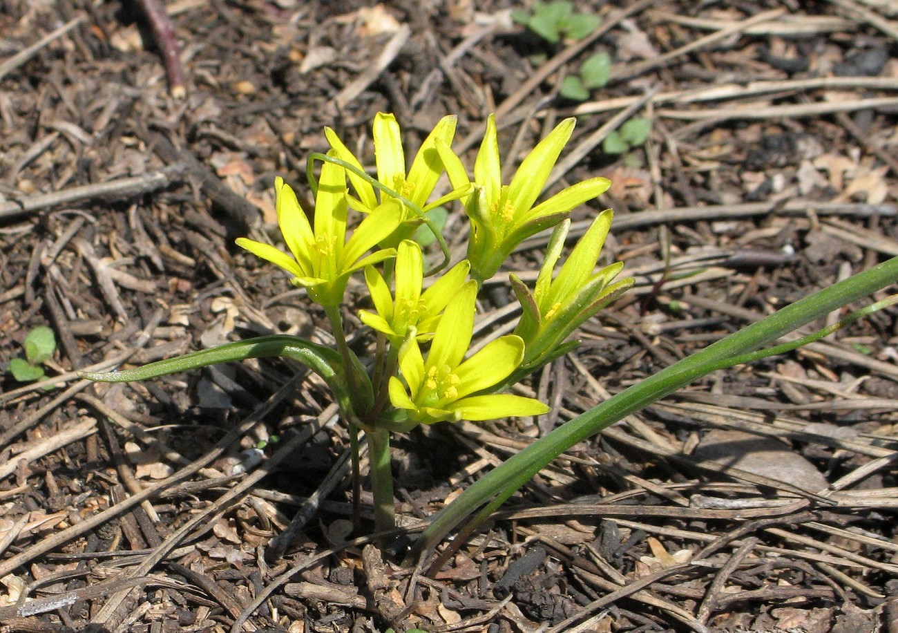 Image of genus Gagea specimen.