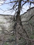Ulmus minor. Часть ствола и боковые ветви молодого дерева после зимовки. Саратовская обл., Саратовский р-н, на склоне оврага. 21 апреля 2012 г.
