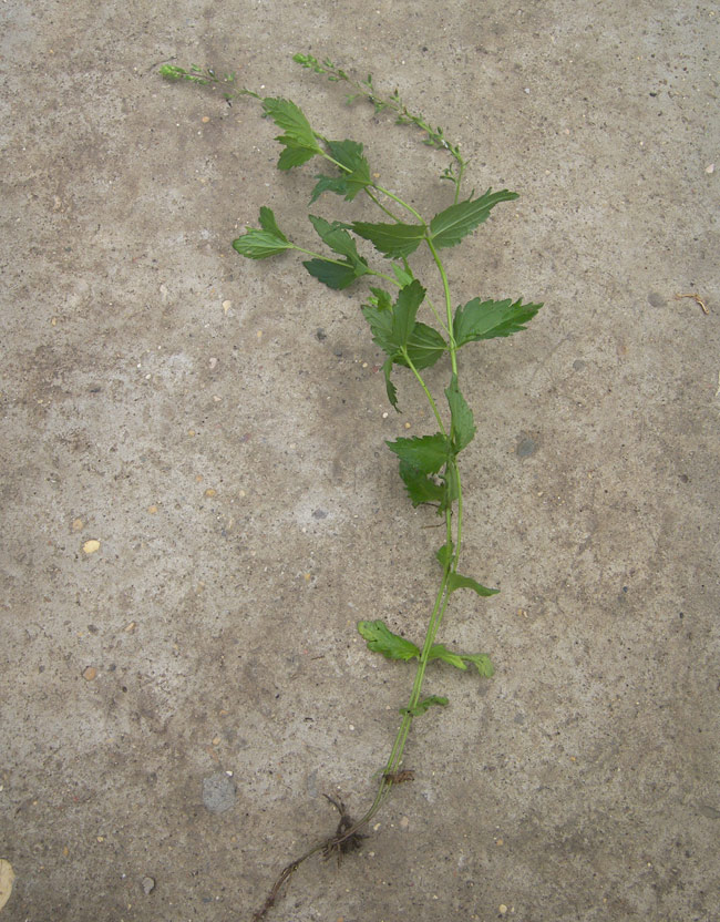 Image of Veronica vindobonensis specimen.