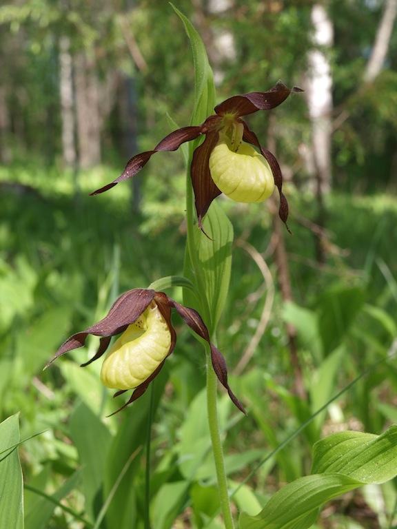 Image of Cypripedium calceolus specimen.