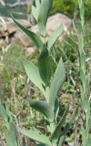 Linaria genistifolia. Часть побега. Крым, южный берег, гора Кастель. 31 мая 2012 г.