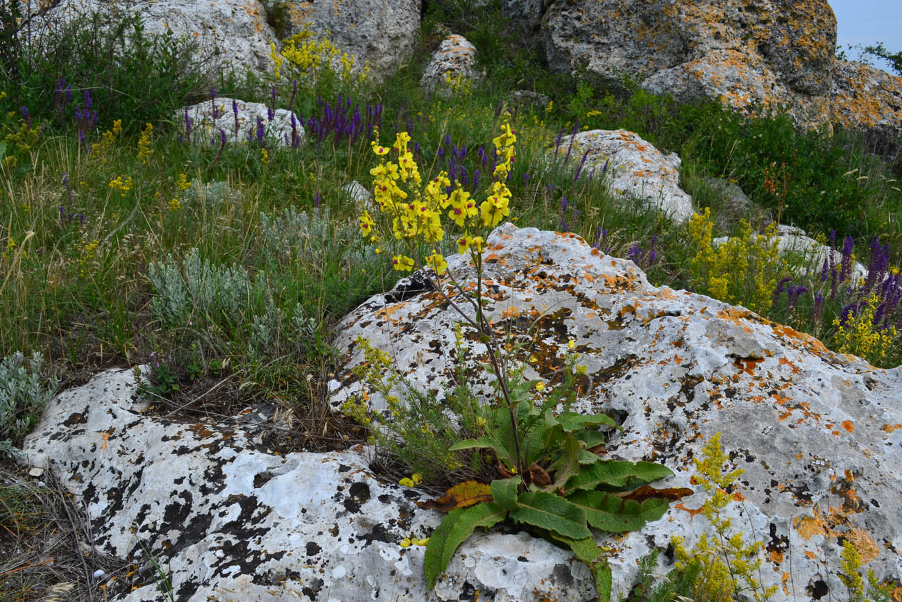 Image of Verbascum marschallianum specimen.