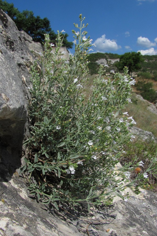 Image of Micromeria serpyllifolia specimen.