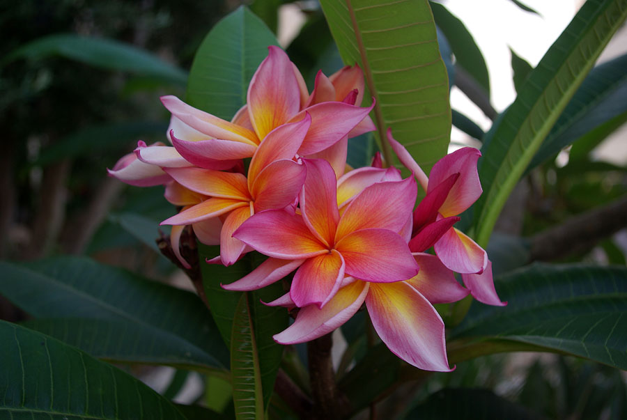 Изображение особи Plumeria rubra.