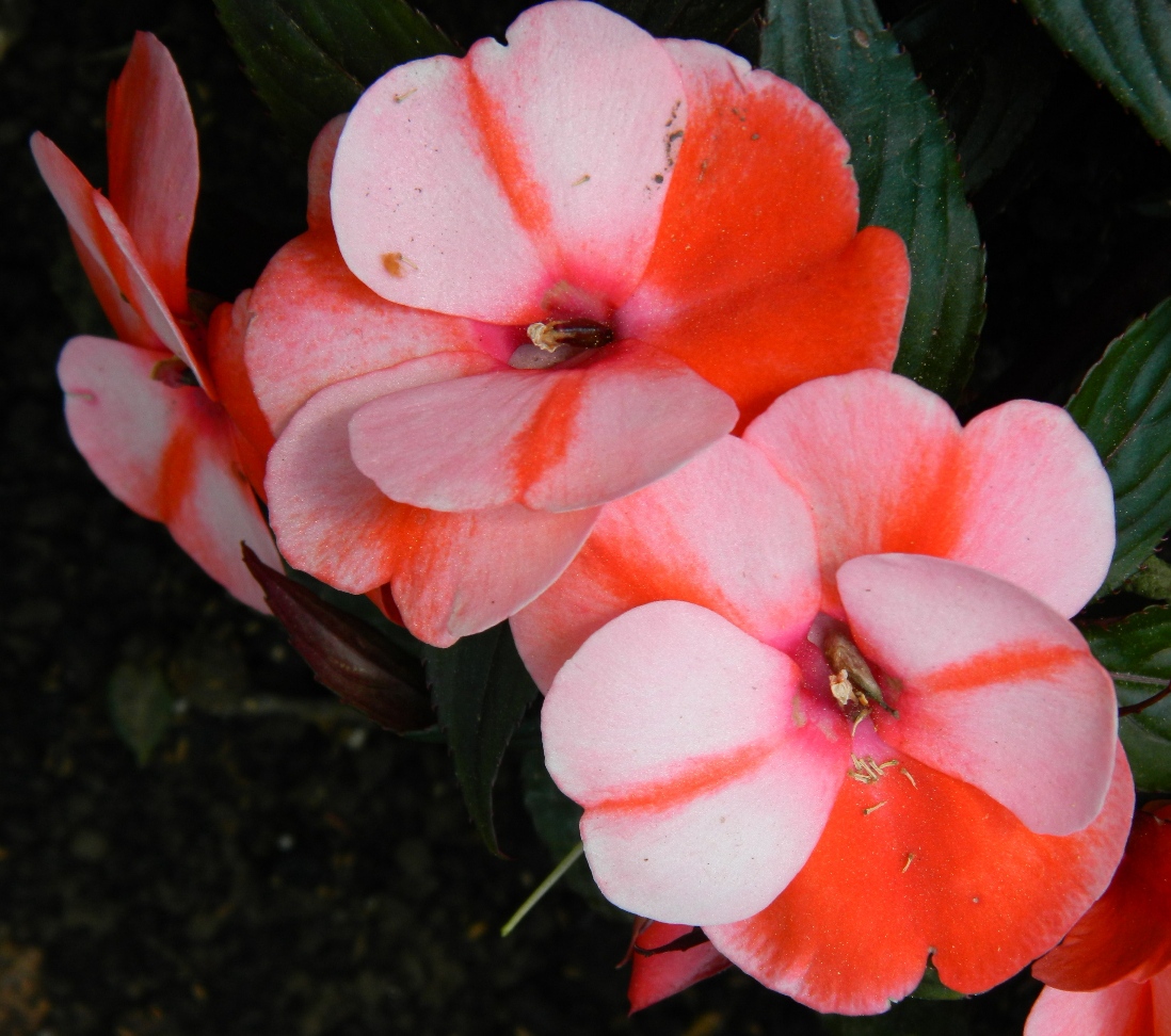 Image of Impatiens walleriana specimen.