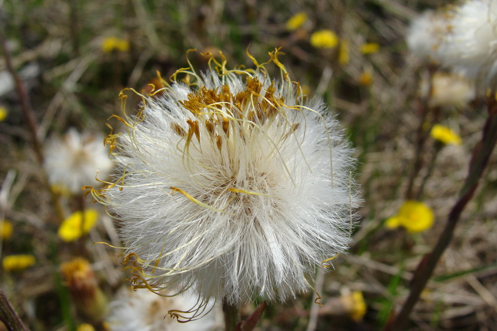 Image of Tussilago farfara specimen.