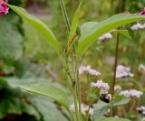 Persicaria orientalis. Верхушка побега с развивающимся соцветием. Германия, г. Krefeld, ботанический сад. 31.07.2012.