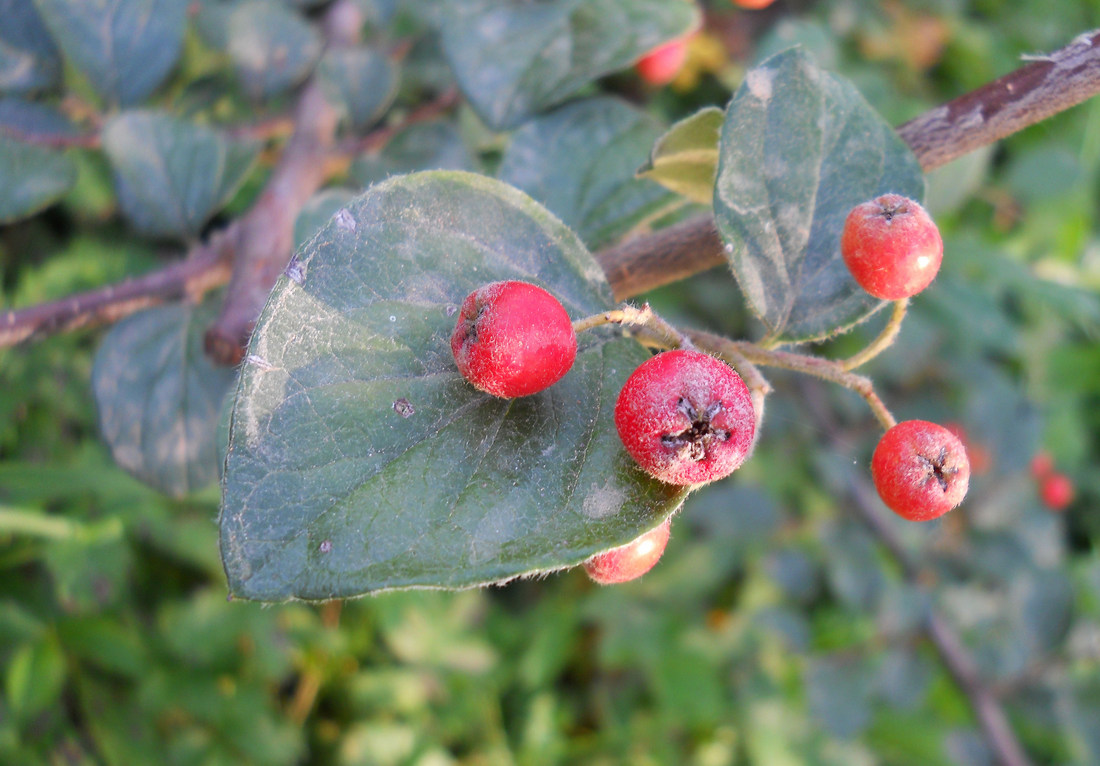 Image of Cotoneaster rotundifolius specimen.