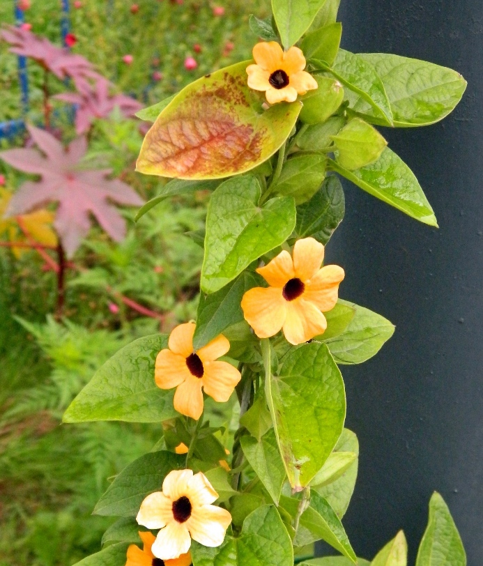 Image of Thunbergia alata specimen.