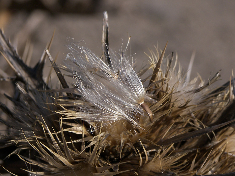 Image of Cirsium sorocephalum specimen.