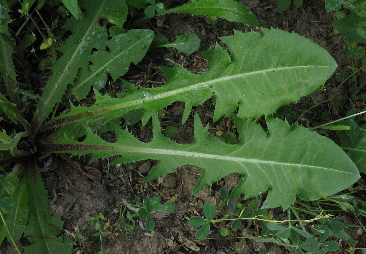 Image of genus Taraxacum specimen.