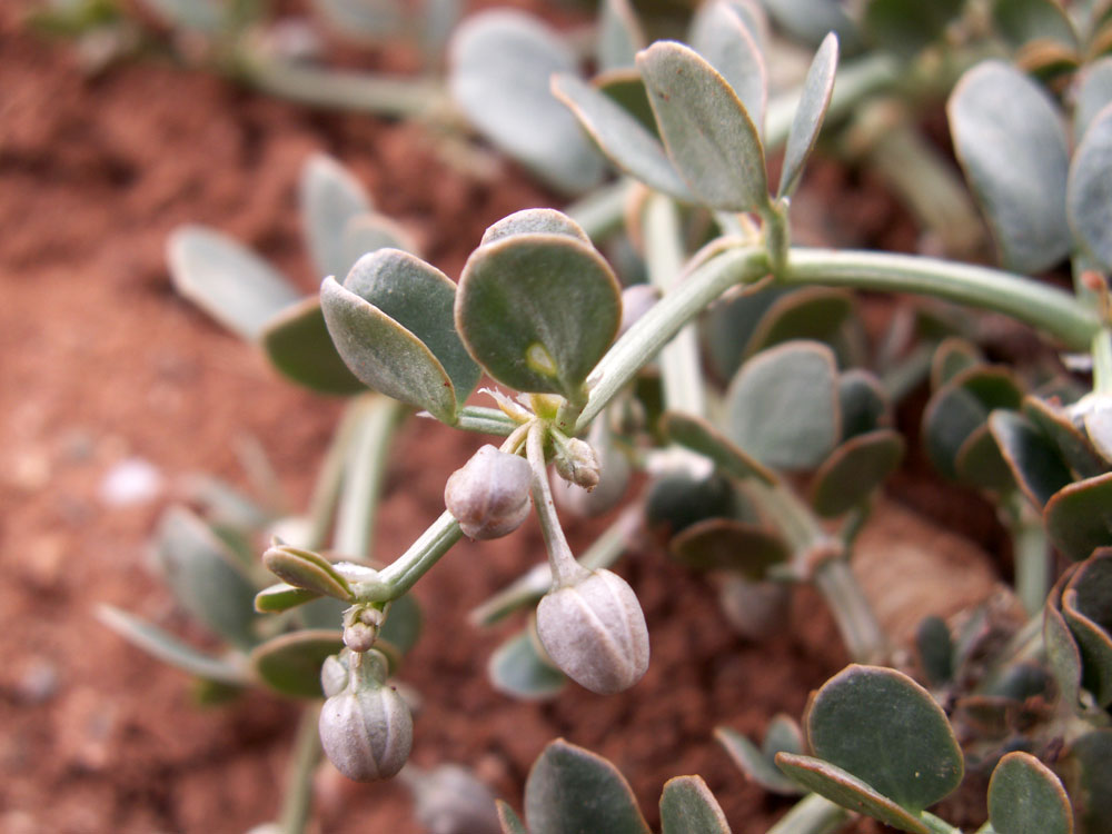 Image of Zygophyllum rosowii specimen.