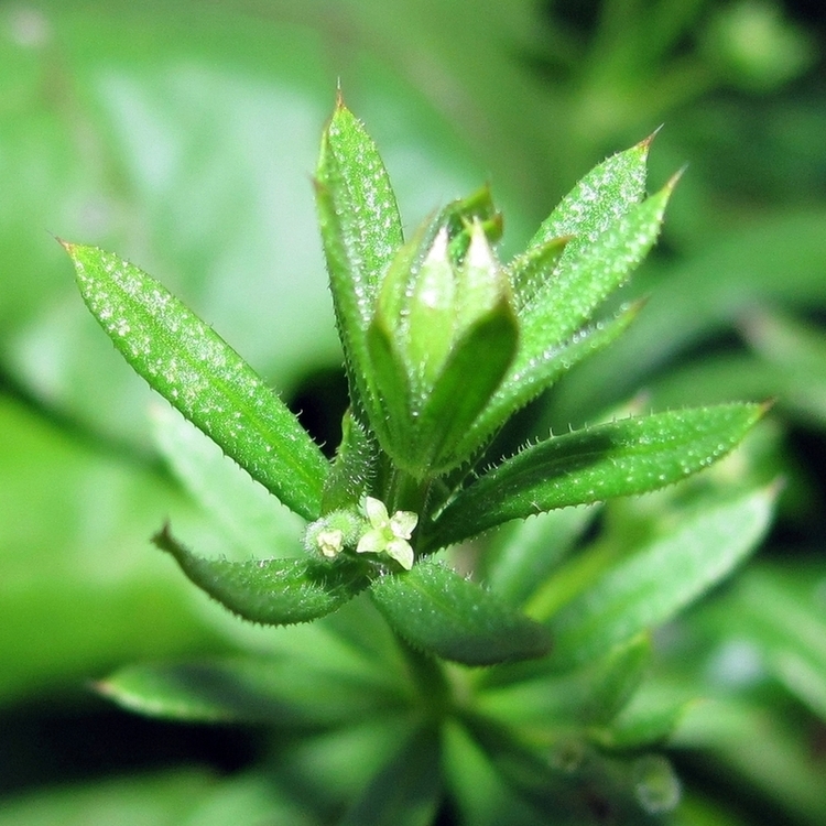 Image of Galium vaillantii specimen.